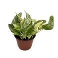 thumbnail image 1 of Marble Queen Devil's Ivy - Pothos - Epipremnum - 6" Pot, 1 of 3