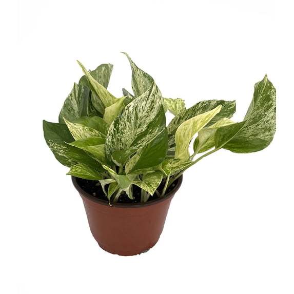 Marble Queen Devil's Ivy - Pothos - Epipremnum - 6" Pot