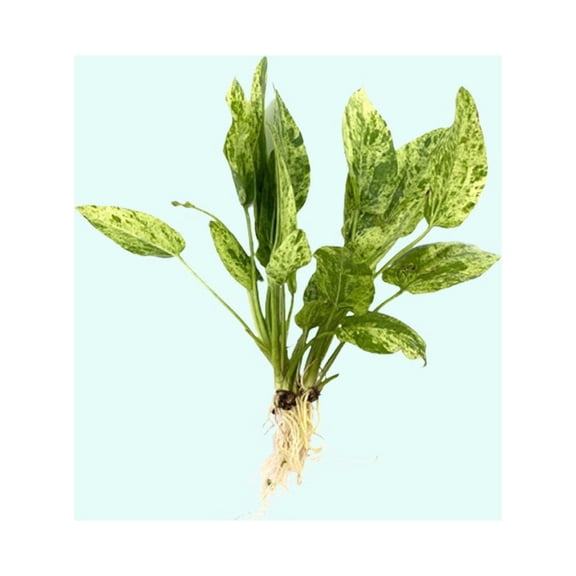 Marble Queen Sword (Echinodorus Cordifolius) Size: Small 5-8 Inches Live Aquarium Plants BUY 2 GET 1 FREE
