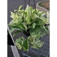 thumbnail image 1 of Marble Queen Pothos - Live Plant in a 6 Inch Pot - Epipremmum Aureum - Stunning Houseplant with Unique Foliage - The Perfect Air Purifying Houseplant Companion, 1 of 5