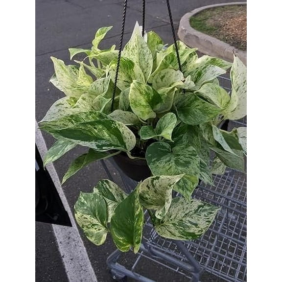 Marble Queen Pothos - Live Plant in a 6 Inch Pot - Epipremmum Aureum - Stunning Houseplant with Unique Foliage - The Perfect Air Purifying Houseplant Companion