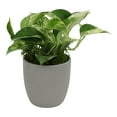 thumbnail image 1 of Marble Queen Pothos Plant in Stone Pot | Easy Houseplant | Filtered Light | Element by Altman Plants, 1 of 8