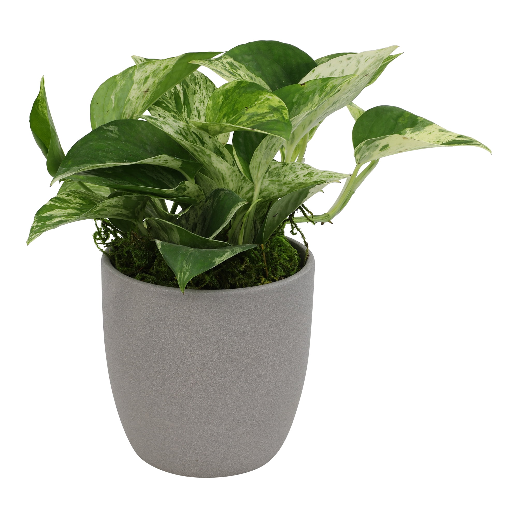 Marble Queen Pothos Plant