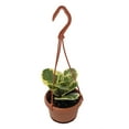thumbnail image 1 of Marble Rubber Tree - Peperomia obtusifolia - 4" Hanging Basket, 1 of 2