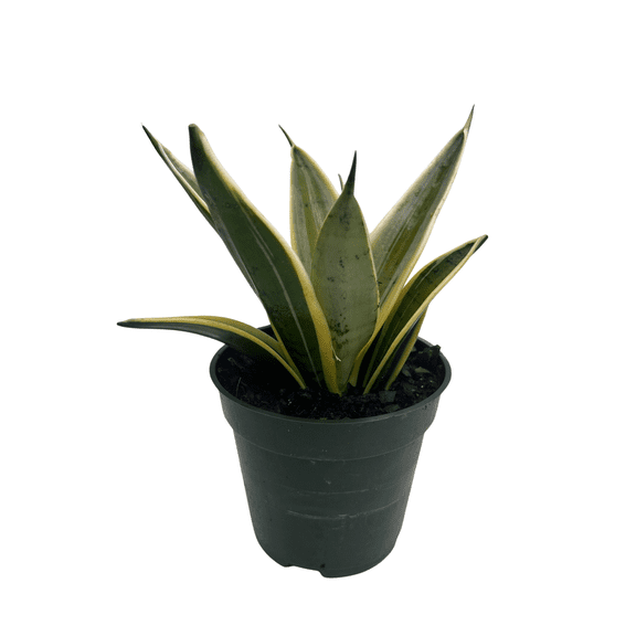 Marble Star Snake Plant - Sansevieria - 4" Pot