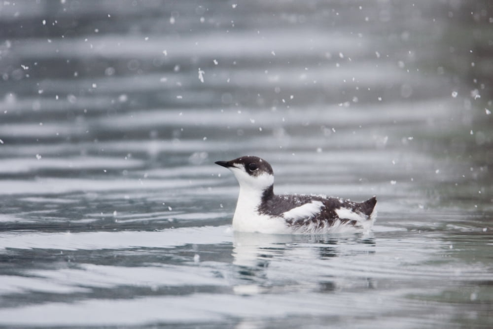 Marbled Murrelet With Winter Plumage Swimming During A Snowfall In Prince William Sound Alaska Southcentral Winter Iucn Endangered Canvas Art - Milo Burcham Design Pics (38 x 24)