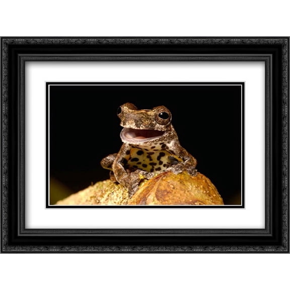 Marbled Tree Frog portrait, Amazon rainforest, Ecuador 2x Matted 24x18 Black Ornate Framed Art Print by Oxford, Pete