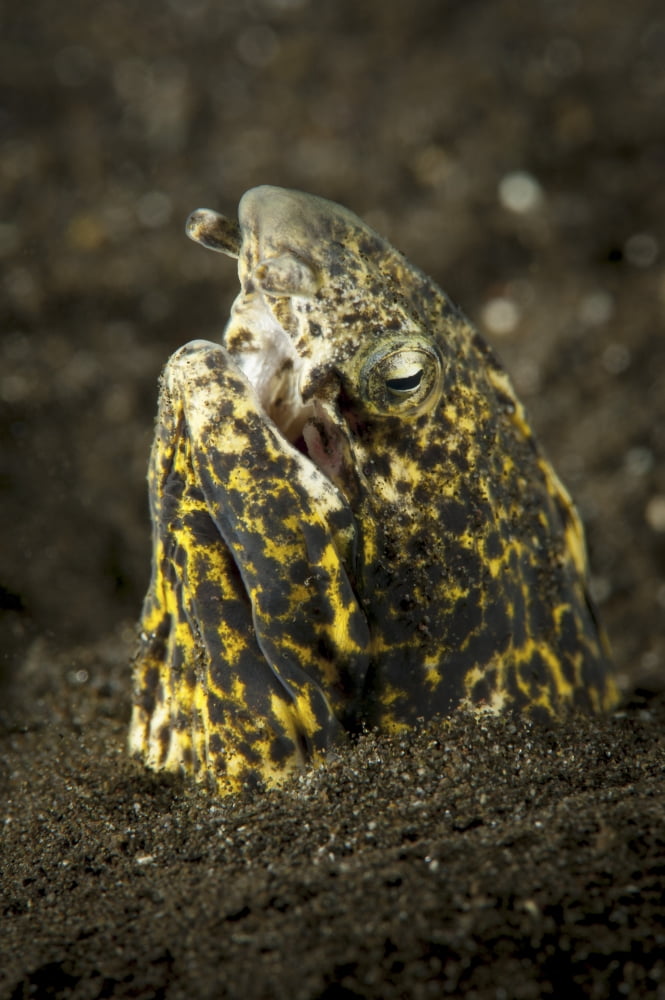 Marbled snake eel emerging from black volcanic sand Canvas Art - Steve JonesStocktrek Images (12 x 17)