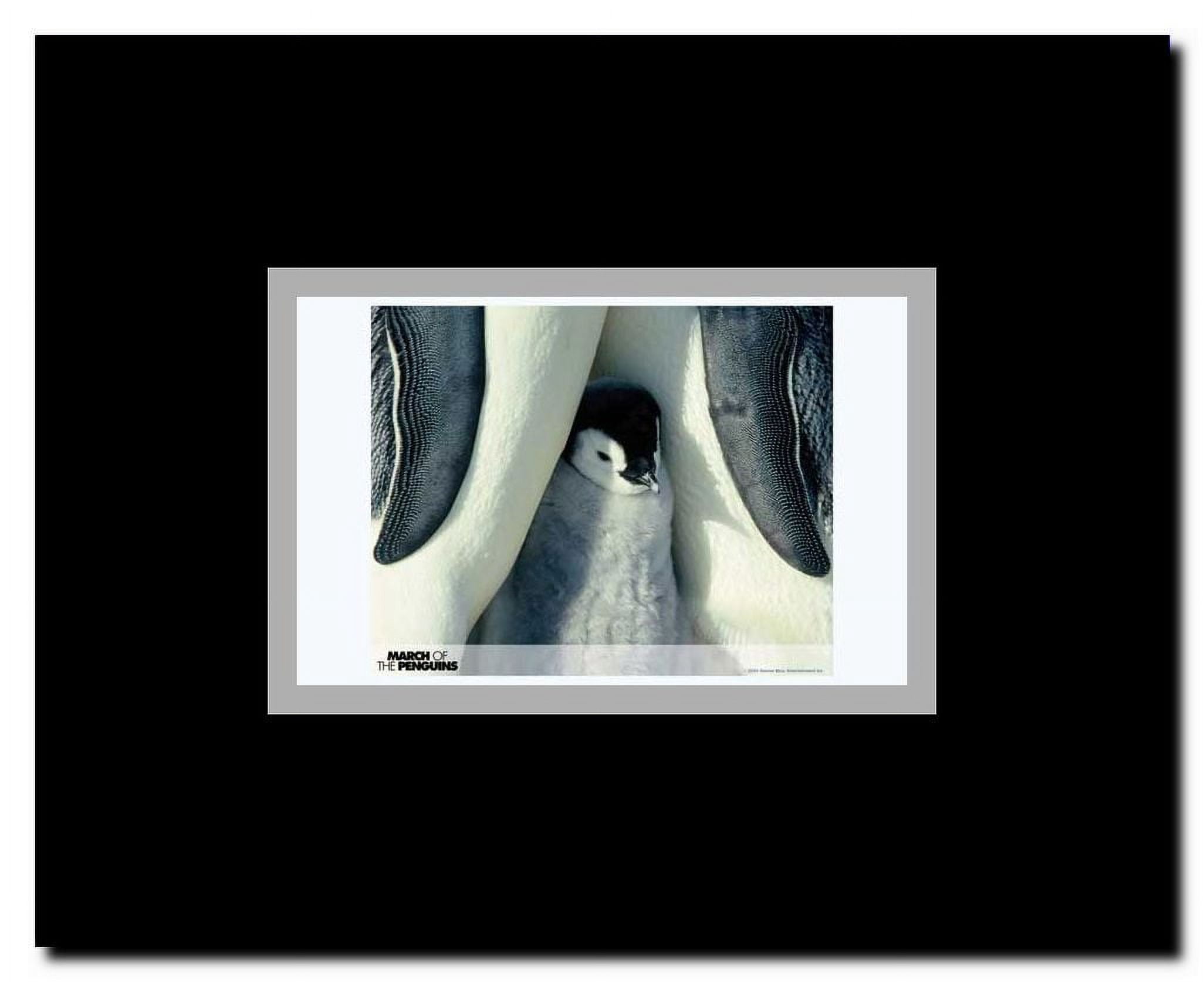 March of the Penguins Framed Movie Poster