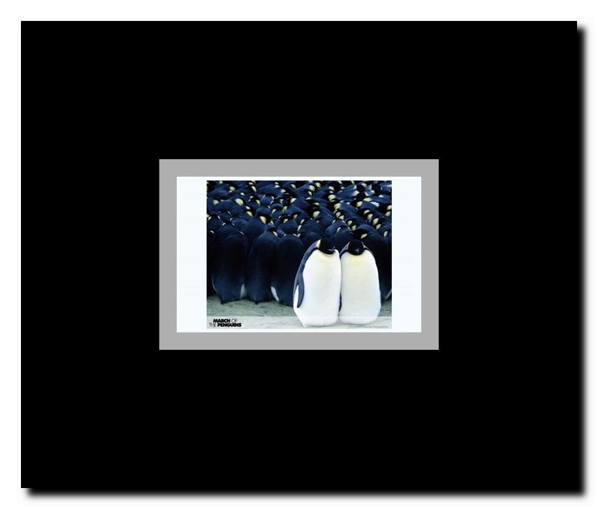 March of the Penguins Framed Movie Poster