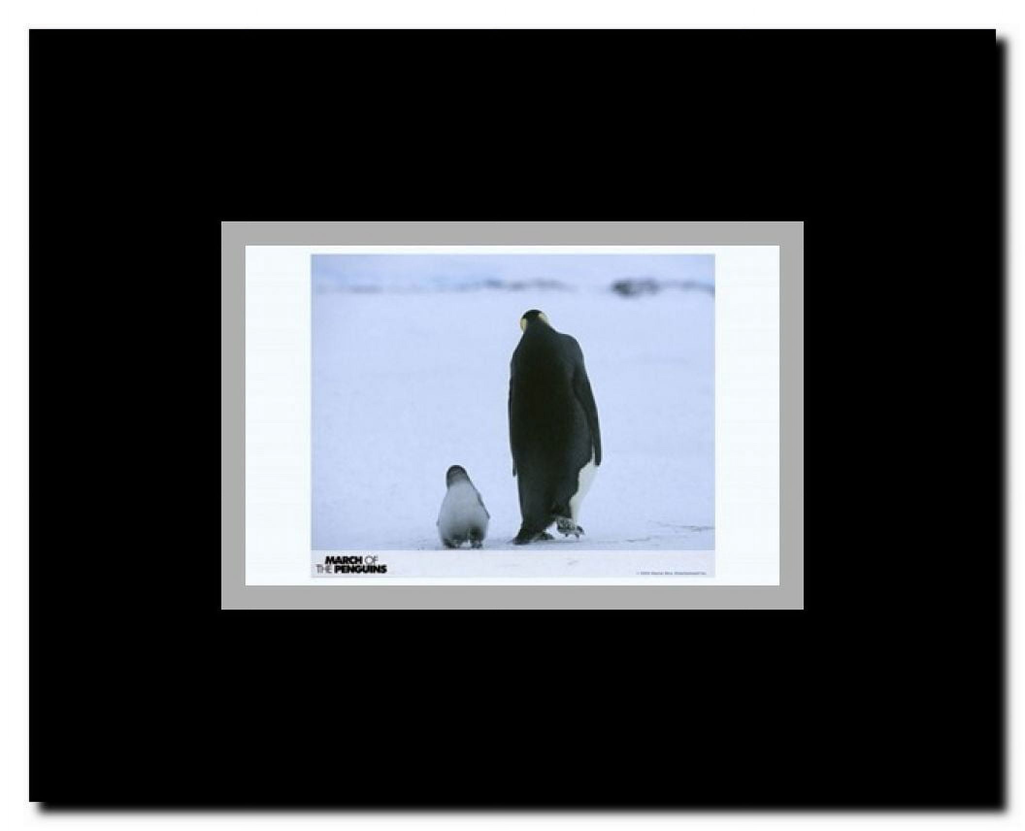 March of the Penguins Framed Movie Poster