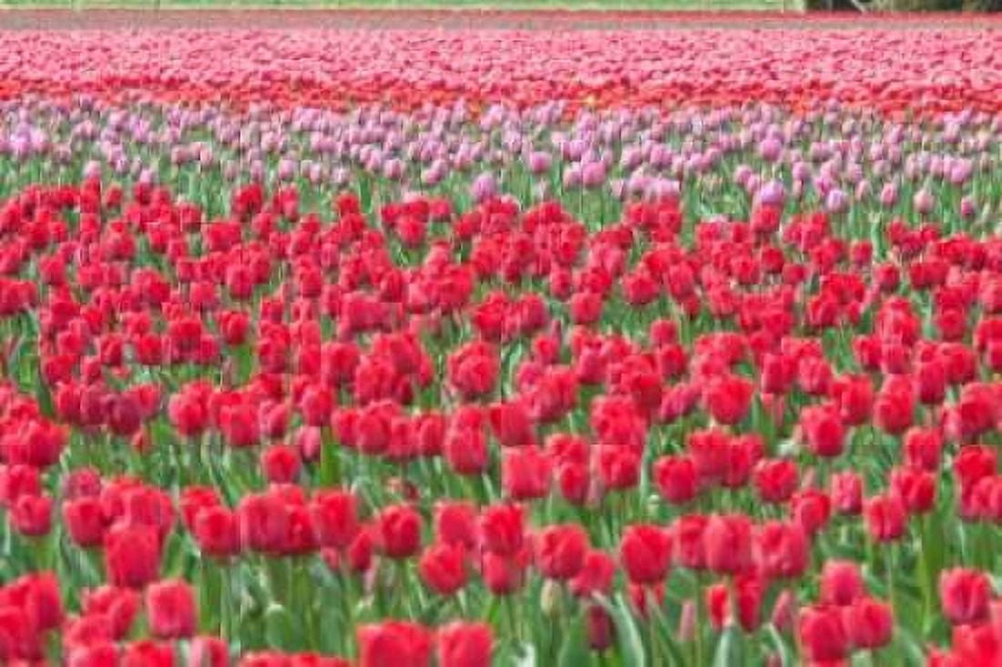 March of the Tulips I Canvas Art - Dana Styber (24 x 36)