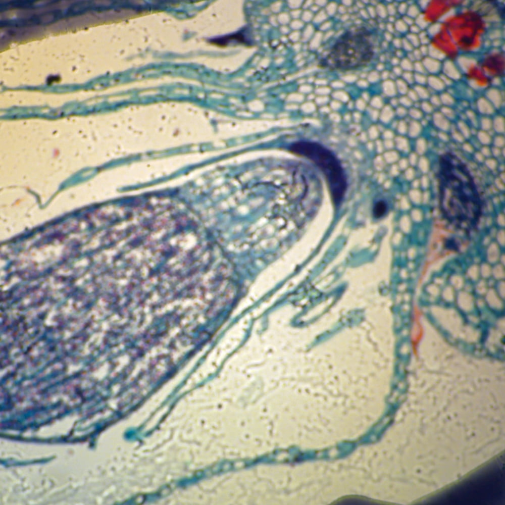 marchantia sporofiti