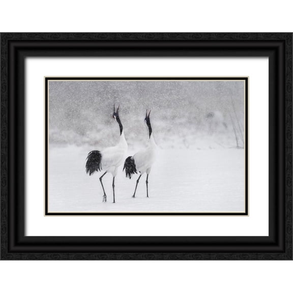 Marchegiani, Roberto 14x11 Black Ornate Wood Framed with Double Matting Museum Art Print Titled - Japanes Cranes