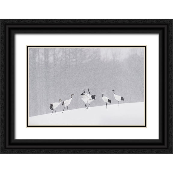 Marchegiani, Roberto 32x23 Black Ornate Wood Framed with Double Matting Museum Art Print Titled - Japanese Cranes