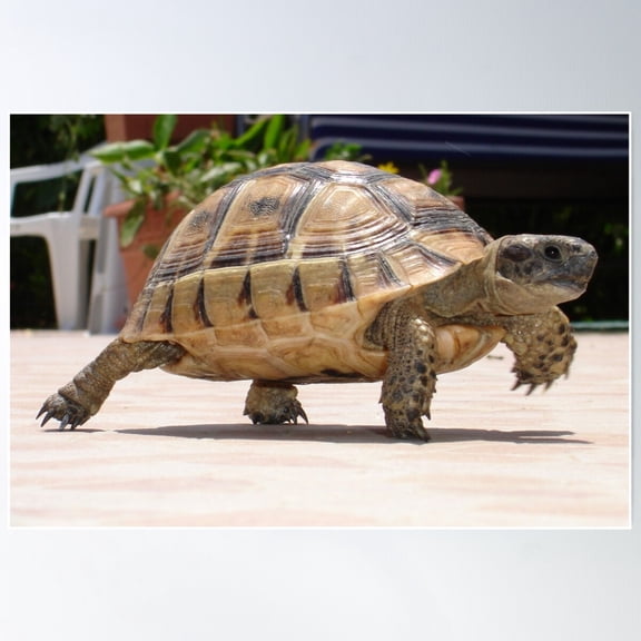 Marching Baby Tortoise Close Up Photo Poster Wall Art, Modern Wall Decor For Living Room Bedroom, 8x12 UNFRAMED