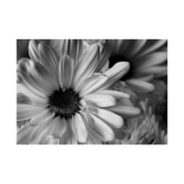 Marco Nature Close Up Flower Petals Black and White Floral Photograph Unframed Art Print Poster Wall Decor 12x16 inch