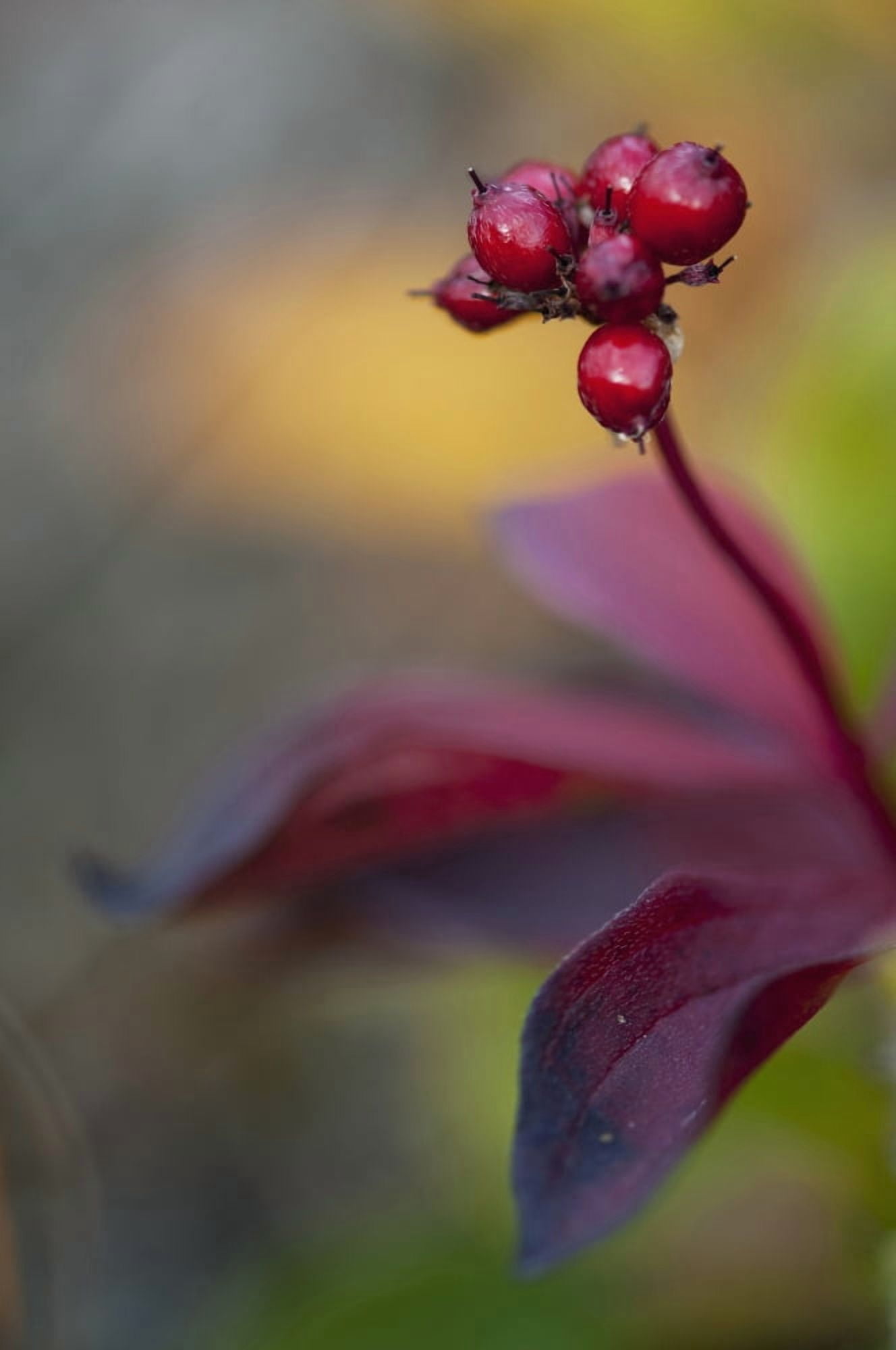 Marco of High bush cranberries in Fall along the Denali highway Southcentral Alaska Canvas Art - Cathy Hart Design Pics (12 x 19)