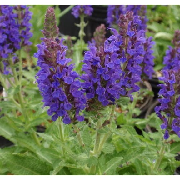 Marcus Dwarf Salvia - Deep Dark Purple- Meadow Sage - Live Plant - Quart Pot