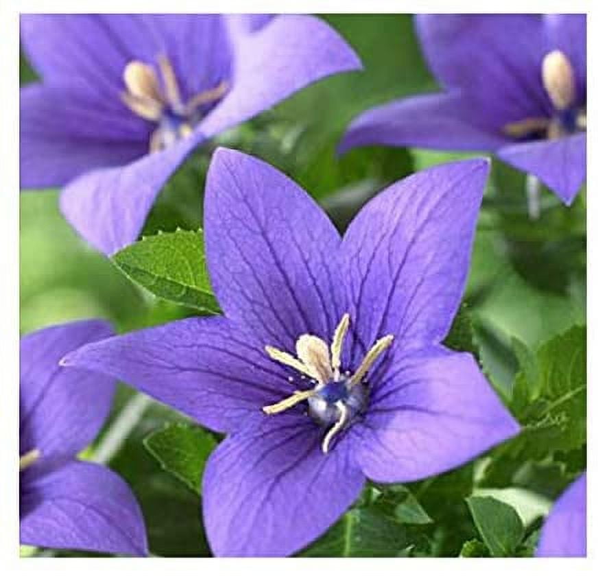 Marde Ross & Company Balloon Flower Seeds, Medicine Antiinflammatory