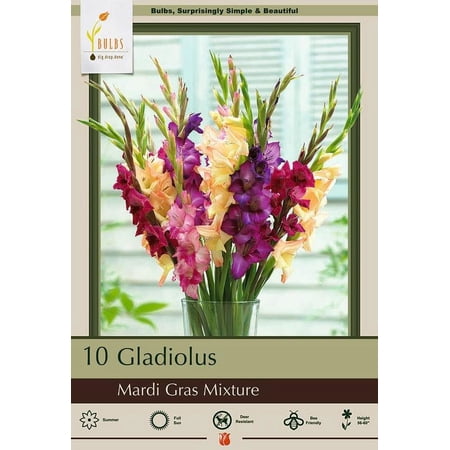 Mardi Gras Mix Large Flowering Gladiolus - 10 Bulbs 12/14cm