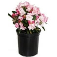 thumbnail image 1 of Mardi Gras Rhododendron, 1 of 6