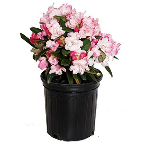 Mardi Gras Rhododendron