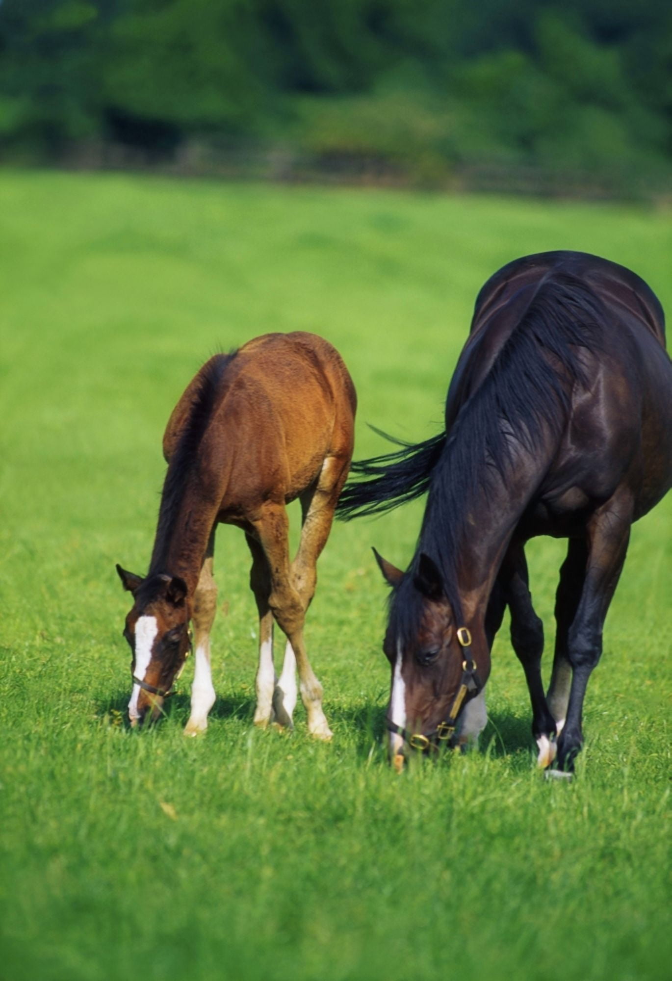 Mare And Foal Thoroughbred Horses Canvas Art - The Irish Image Collection Design Pics (24 x 36)