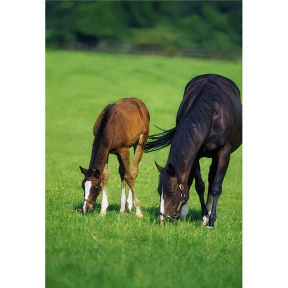 Mare & Foal Thoroughbred Horses Poster Print by The Irish Image Collection - 24 x 36 - Large