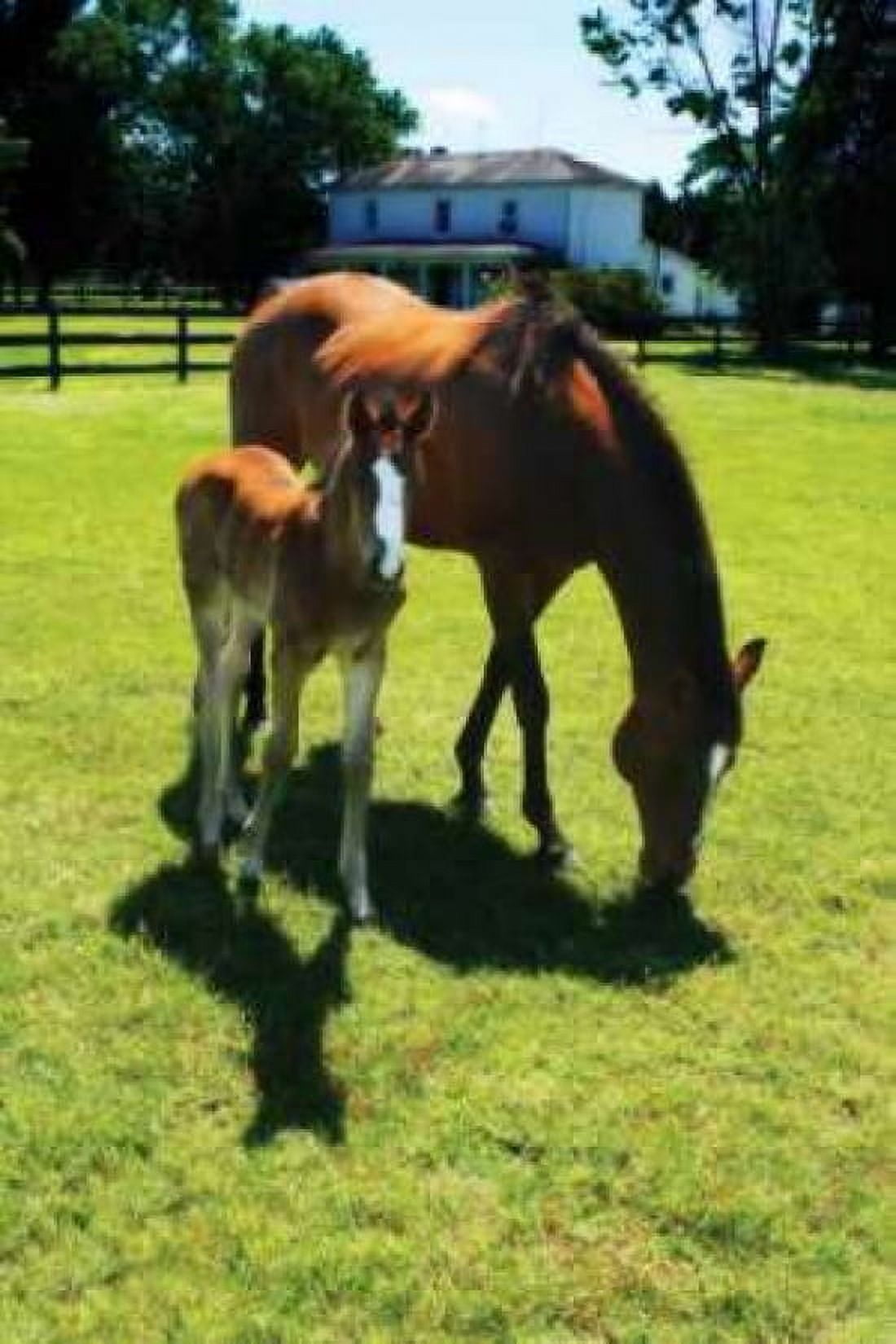 Mare and Foal I Canvas Art - Alan Hausenflock (20 x 28)