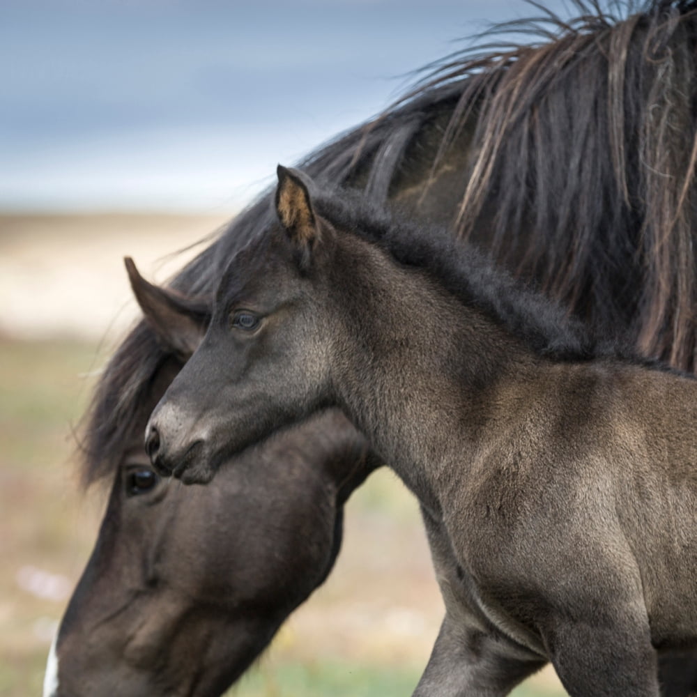 Mare and Foal Iceland Icelandic purebred horse Canvas Art - Panoramic Images (24 x 24)
