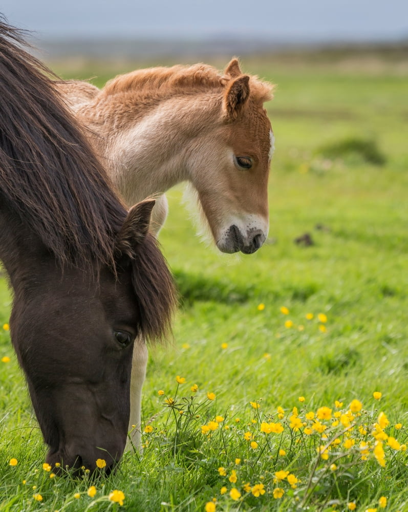 Mare and new born foal Iceland Canvas Art - Panoramic Images (12 x 36)