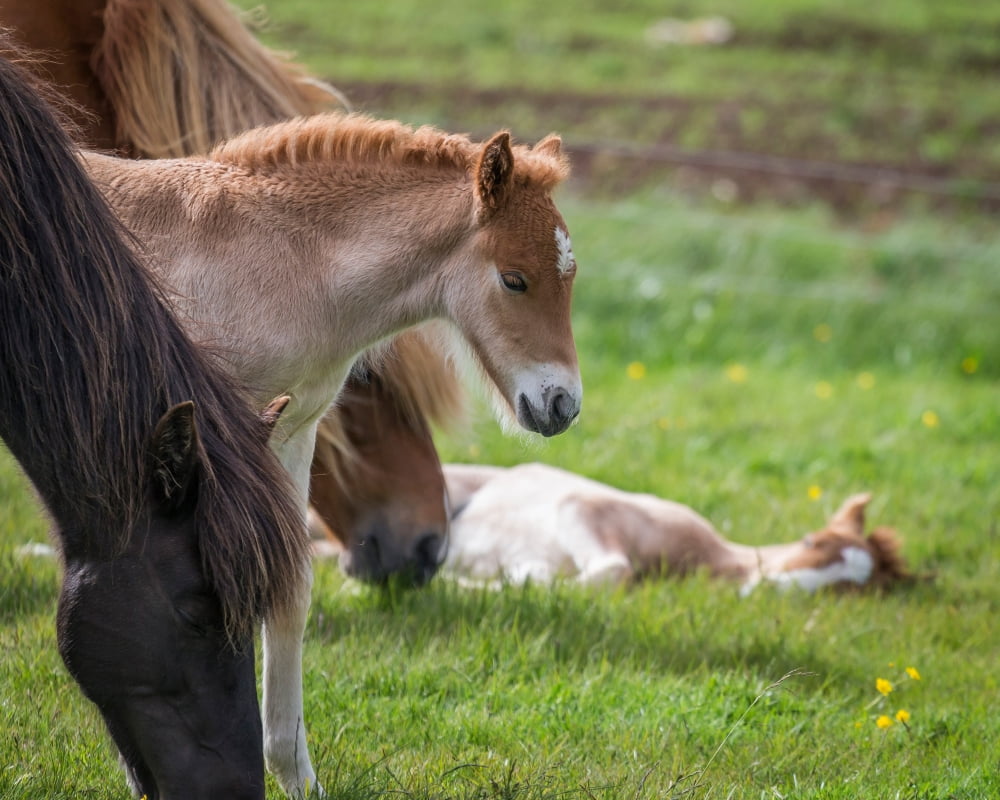 Mare and new born foal Iceland Canvas Art - Panoramic Images (22 x 27)