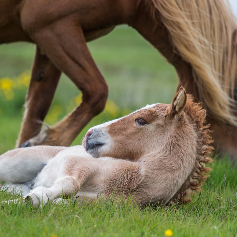 Mare and new born foal Iceland Canvas Art - Panoramic Images (24 x 24)
