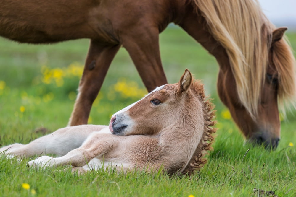 Mare and new born foal Iceland Canvas Art - Panoramic Images (36 x 12)