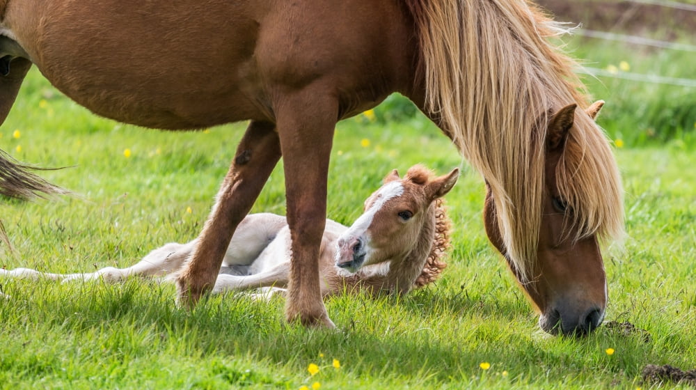 Mare and new born foal Iceland Canvas Art - Panoramic Images (36 x 12)