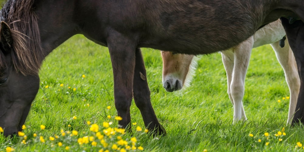 Mare and new born foal grazing Iceland Canvas Art - Panoramic Images (12 x 36)