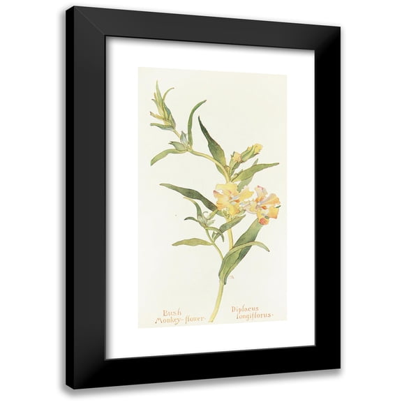 Margaret Armstrong 10x14 Black Modern Framed Museum Art Print Titled - Bush Monkey Flower (1915)