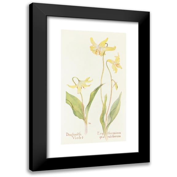 Margaret Armstrong 10x14 Black Modern Framed Museum Art Print Titled - Dogtooth Violet (1915)