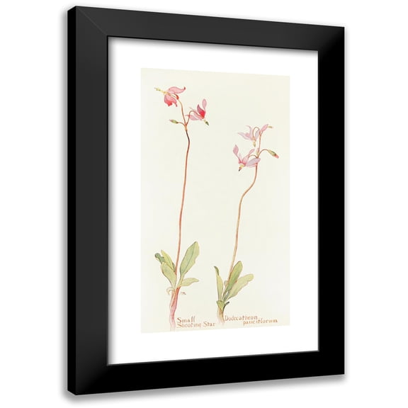 Margaret Armstrong 12x18 Black Modern Framed Museum Art Print Titled - Small Shooting Star (1915)