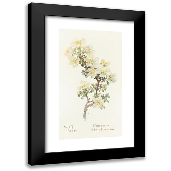 Margaret Armstrong 15x24 Black Modern Framed Museum Art Print Titled - Cliff Rose (1915)