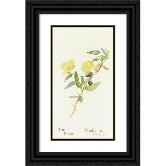 Margaret Armstrong 15x24 Black Ornate Framed Double Matted Museum Art Print Titled: Bush Poppy (1915)