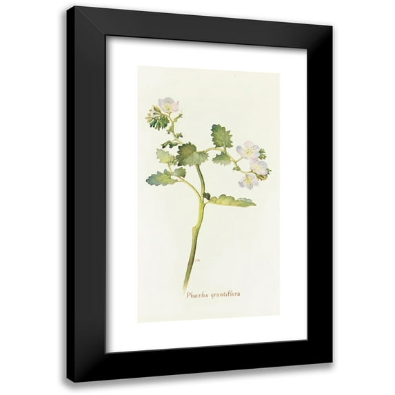 Margaret Armstrong 9x14 Black Modern Framed Museum Art Print Titled - Phacelia Grandiflora (1915)