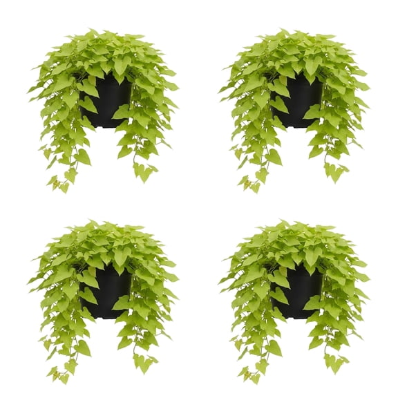 Margarita Sweet Potato Vine Starter Plants, 4-8 In, Full Sun, Trailing Vine, Ships No Pot