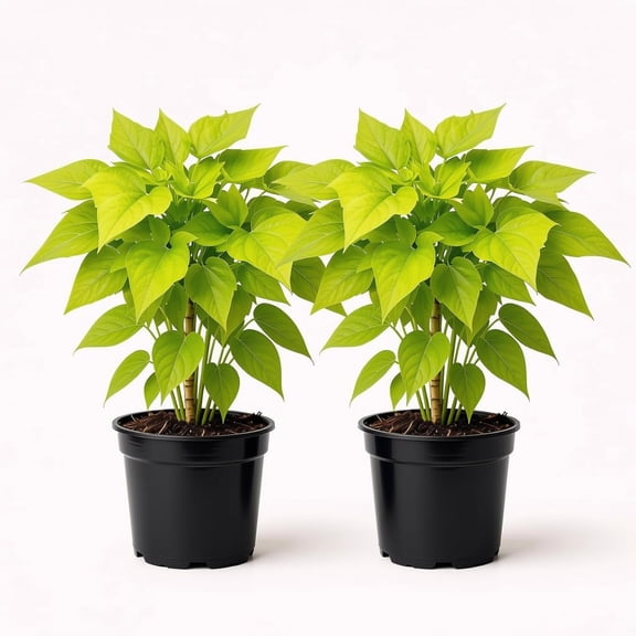 Margarita Sweet Potato Vine Starter Plants (Set of 2) - Full Sun, USDA Zones 9-11, Ships Bare Root, No Pot
