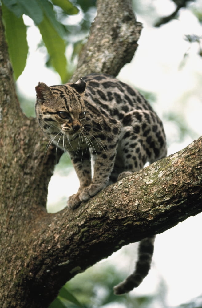 Margay (Leopardus Wiedii) In A Tree Canvas Art - David Ponton Design Pics (12 x 19)