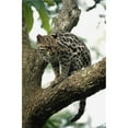 thumbnail image 1 of Margay Leopardus Wiedii In A Tree Poster Print, 24 x 38, 1 of 1