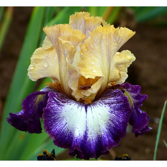 Margin Call Tall Bearded Iris Rhizome | Yellow & Concord Purple Plicata