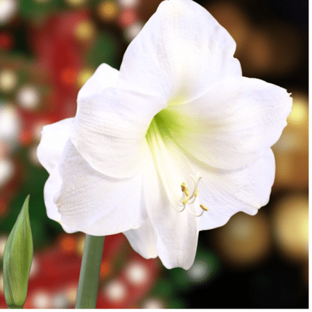 Maria Goretti Pure White Dutch Amaryllis Bulb - 30/32 cm