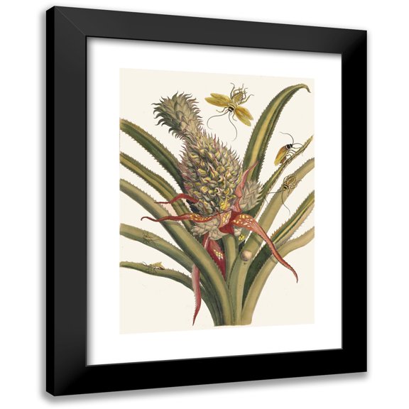 Maria Sibylla Merian 11x14 Black Modern Framed Museum Art Print Titled - Pineapple (1705)